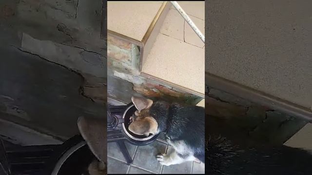 Терпеливо и не очень ждёт завтрак.