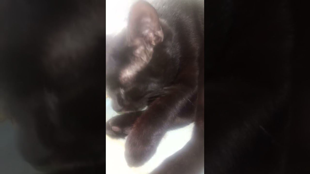 ЧЁРНЫЙ КОТИК ГРИША