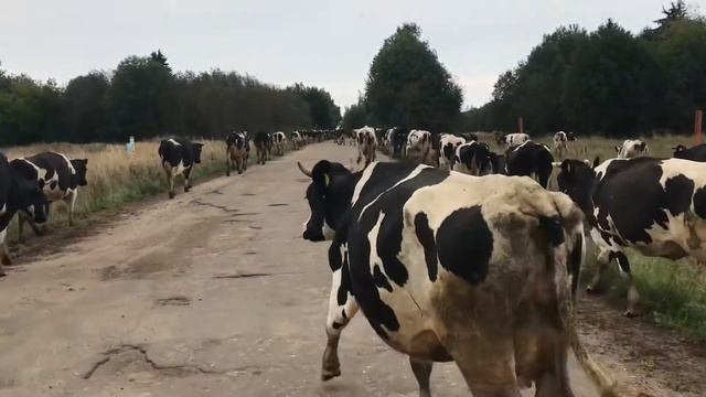 Вело Торжок   Тверь