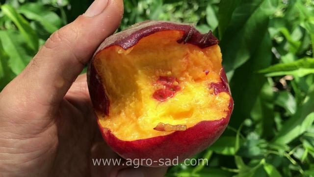Лучший средний сорт персика - Ред Хейвен - Агро Сад 2023