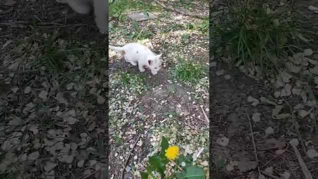 Беленький котенок на улице