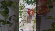 Барвинок зимует дома. Что не так?