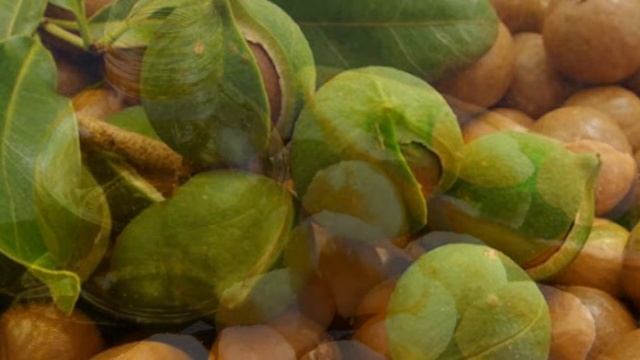Масло ореха макадамии   применение в косметологии