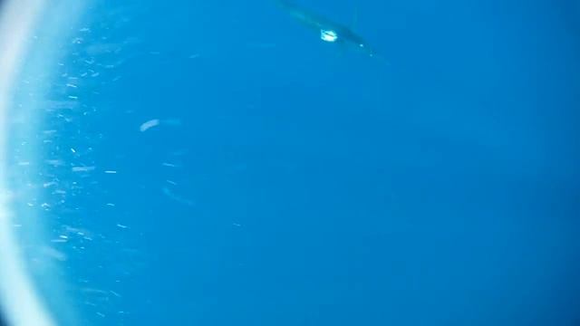 Рыбалка в Таиланде, Черный марлин - подводная съемка