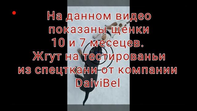 Бой Американского булли против Американского стаффордширского терьера
