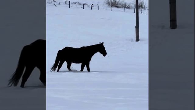 В какую сторону бежит лошадь