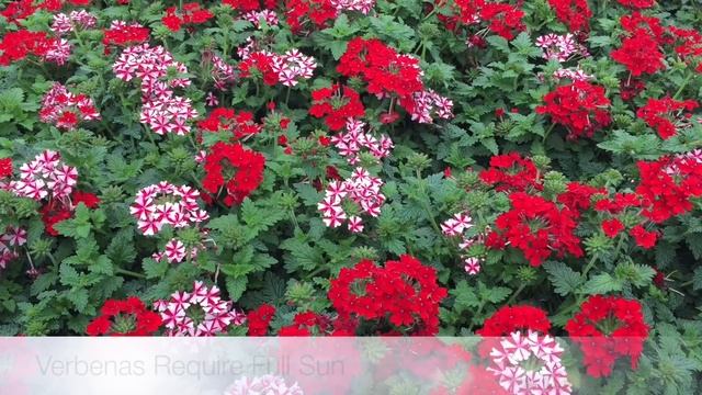 Verbena Care