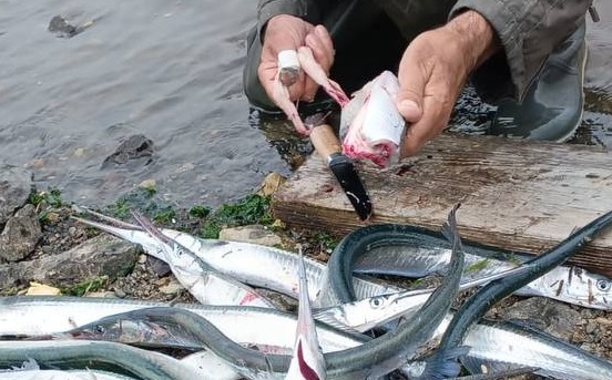 Вкусная рыба с необычными костями подошла к берегам Владивостока
