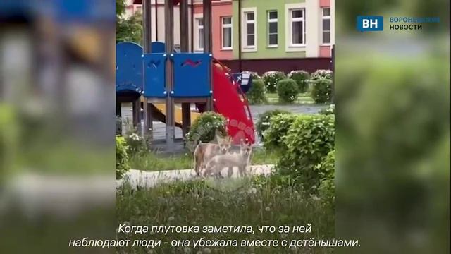 В Воронеже на детской площадке заметили лисицу с лисятами