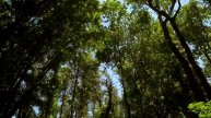 The Wind in the Trees ( 10 Hours of Natural White Noise )