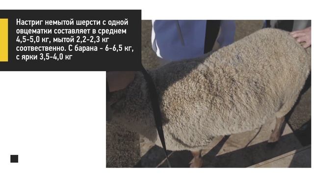 Стрижка овец, бонитировка и классировка