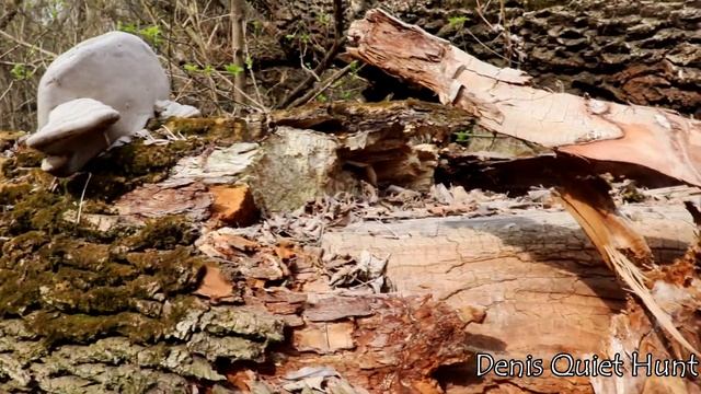Fomes fomentarius  Настоящий трутовик