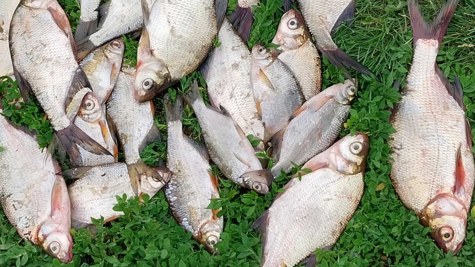 Рыбалка на фидер /ловля леща как поймать леща