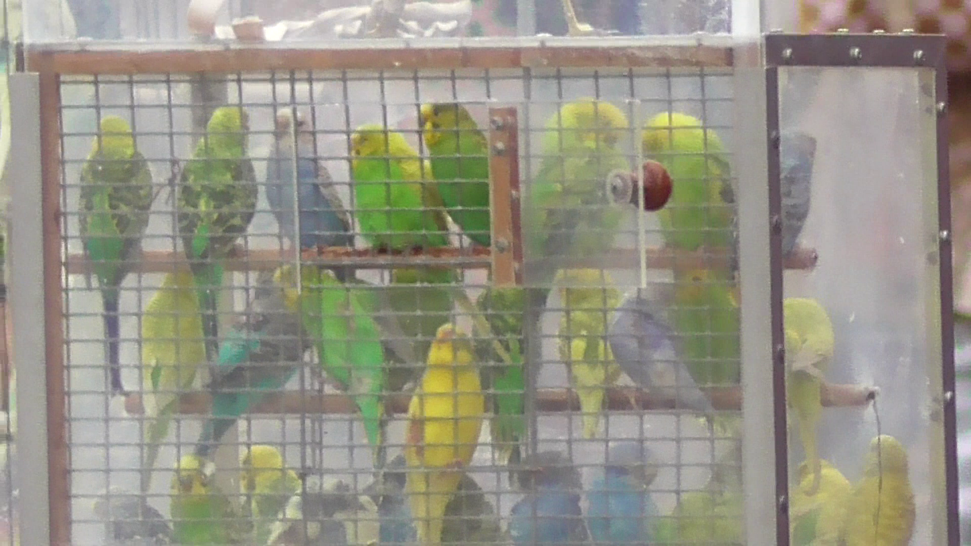 Я в городе снял видео про попугаев. Попугаи в клетке
