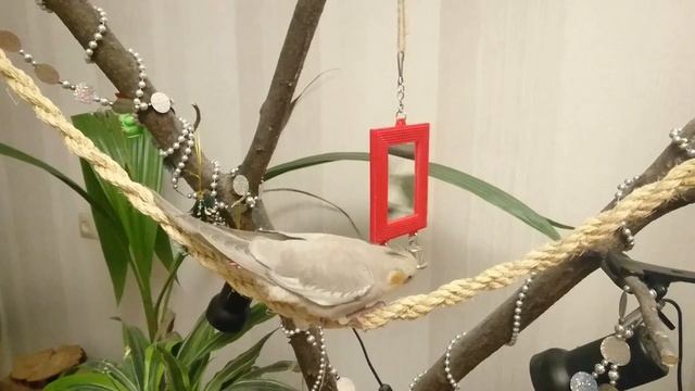 Птенец кореллы играет с колокольчиком на дереве!