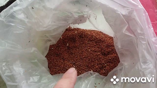 1апреля в Ереване весна цветёт абрикосовое дерево. Покупки . печеньекчаю .