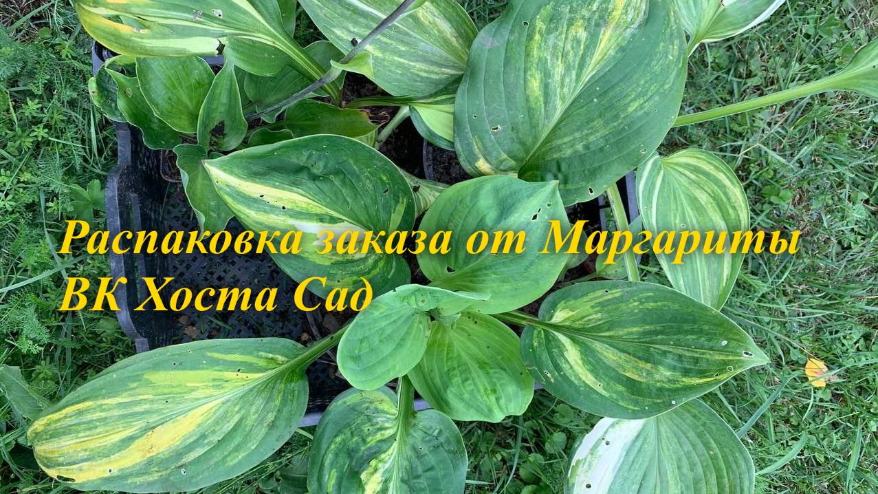 Распаковка заказа с хостами от Маргариты ВК Хоста Сад