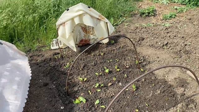 465План максимум выполнен! Участок в порядке надолго ли?. Эльми обзавелась другом.