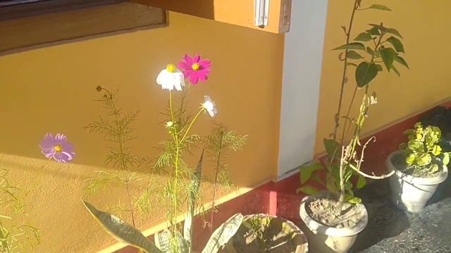 All About Petunia