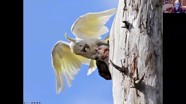 A Trip to Avian Mars: The Weird and Wonderful Birds of Australia by Bruce Lyon