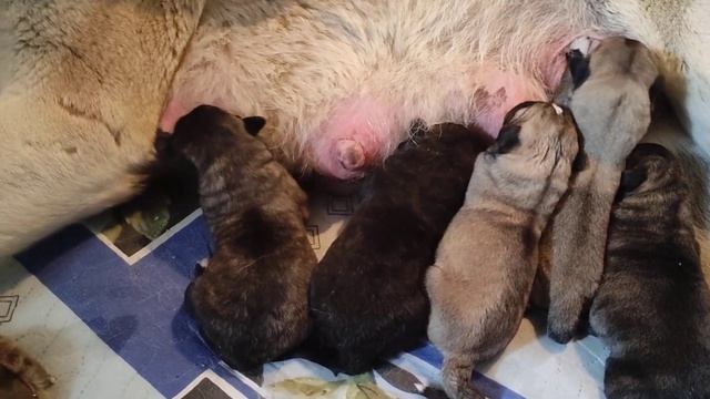 Доч. Хозяйна пра внучка леген. Горуча  Макка родила от внука леген. Балканского Пирата Микроба.