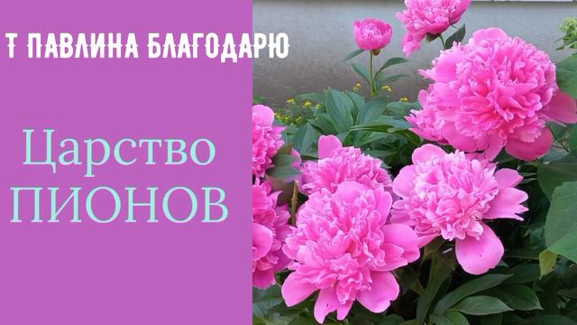 ЦАРСТВО ПИОНОВ. БЕЛЫЙ ПРИНЦ. Лето жара.