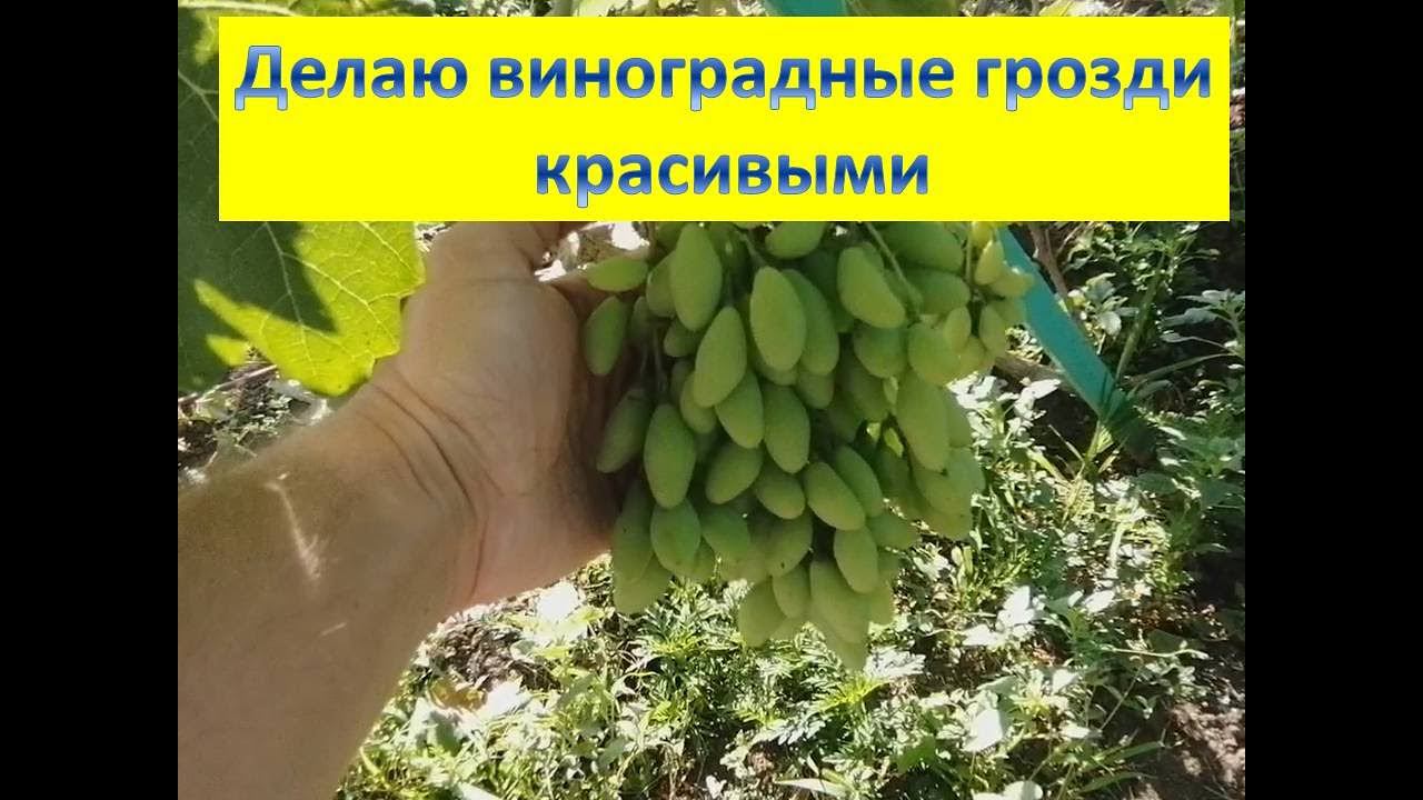 Делаю красивые товарные виноградные грозди