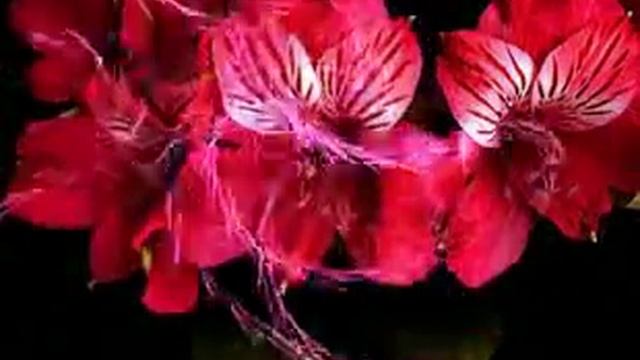 ФУТАЖИ-ПРЕКРАСНЫЕ ЦВЕТЫ