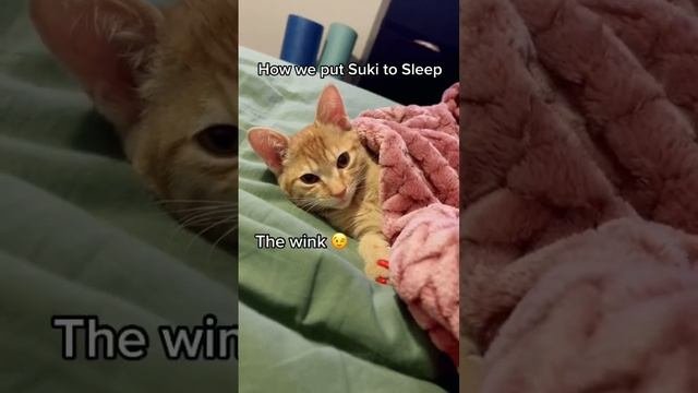 How To Put Your Cat To Sleep At Night!??