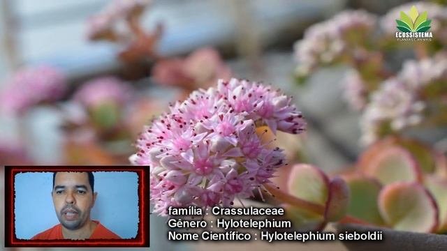 Hylotelephium sieboldii anteriormente era conhecido como Sedum sieboldii
