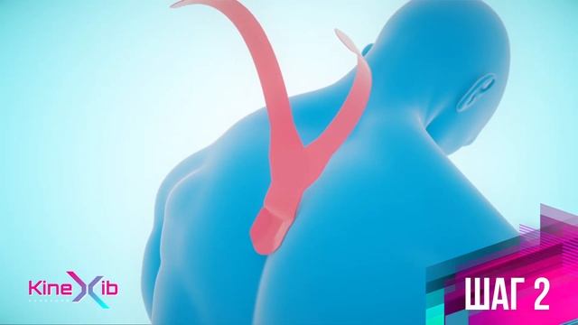 Kinexib - тейпирование разгибателей шеи