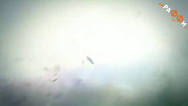 РаФФи - БОМЖий одуванчик