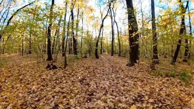 Прогулка по лесу /walking tour