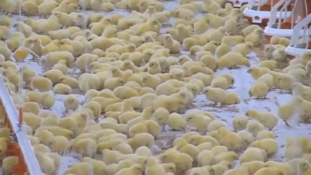 Модернизированный корпус открыли на птицефабрике Тюменский бройлер
