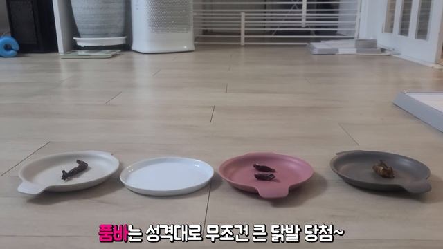 [시트콤 대신 멍트콤] 28화. 우리 포메라니안이 ?달라졌어요. 강아지 11개월간의 성장과정 첫번째 이야기 │포메라니안 입양 브이로그│포메라니안│강아지입양