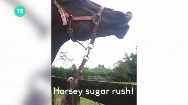 Щенячий восторг