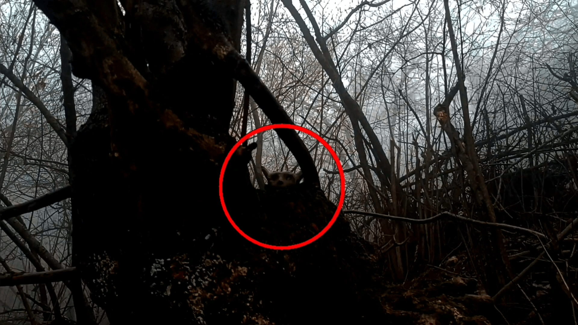 Страшный демон в лесу напугал туристов | Жуткие видео реальные
