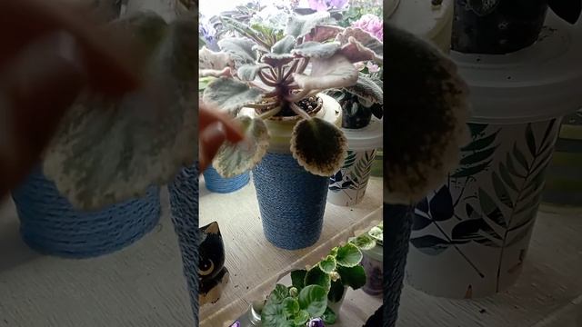 Уход за моими фиалками ??Зацвели новенькие сорта???