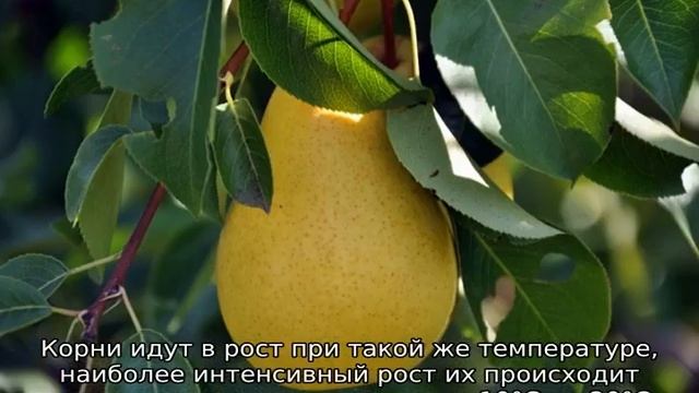 Груша Медовая