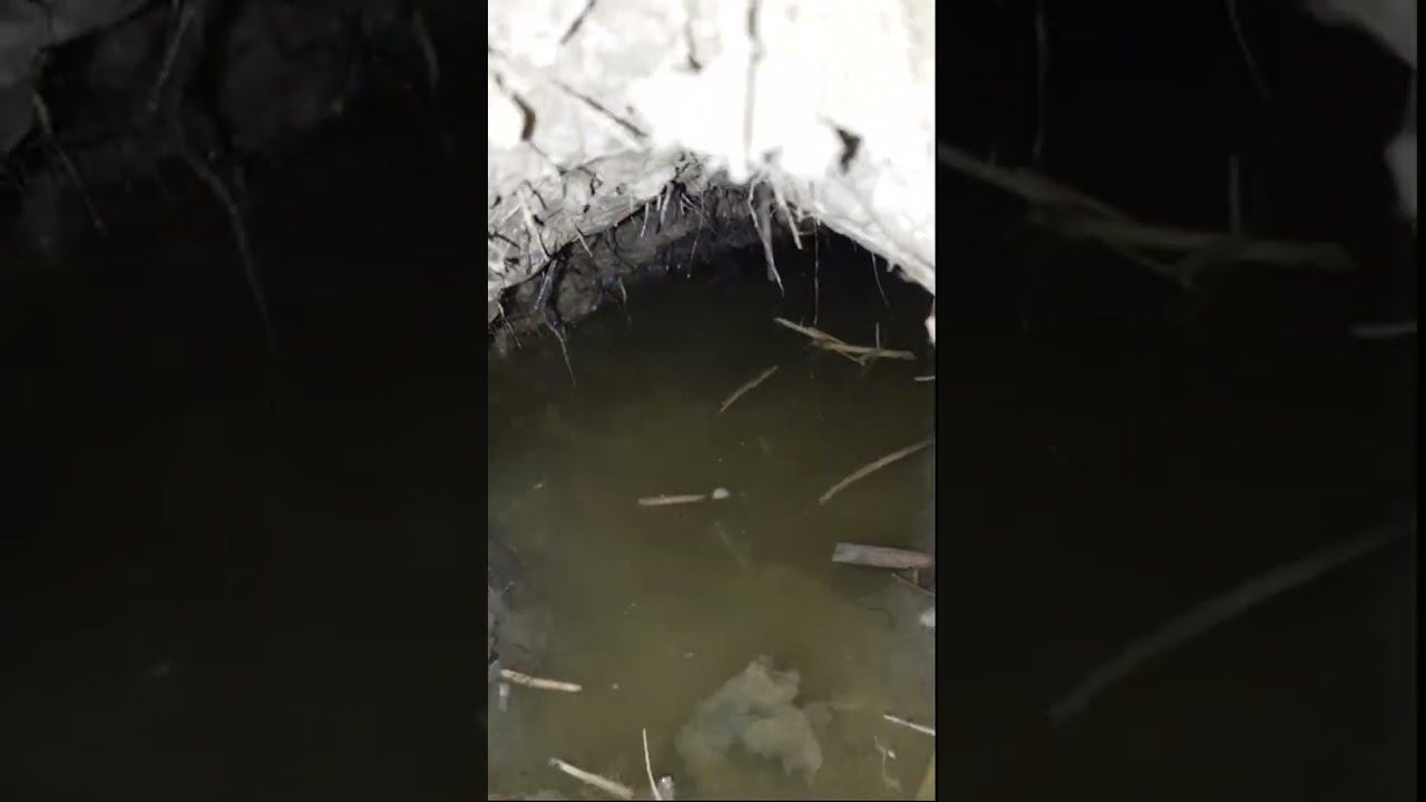 Ондатровая Нора Изнутри