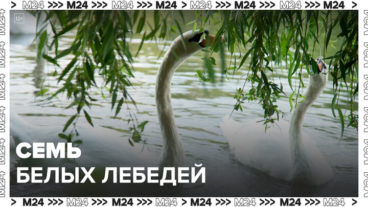 Семь белых лебедей выпустили в Царицынский пруд - Москва 24