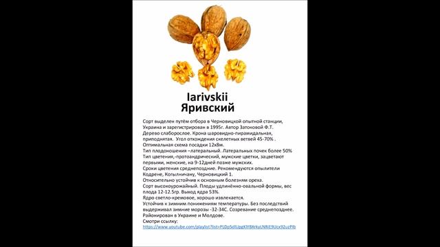 Обновлённое описание сортов. "Дежурные" сорта: Яривский, Черновицкий-1. Январь 2023