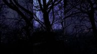 Вечерняя атмосфера и подтягивания на дереве.