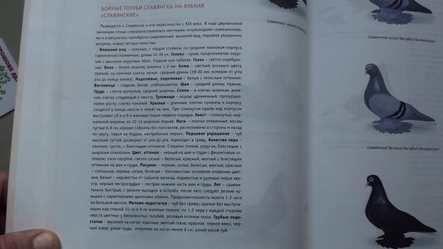 Справочник Голуби России Бойные голуби Подгорный Б В  Сенченко Ю П.  Кривой Рог.Pigeons