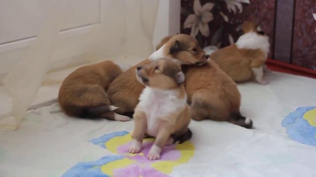 Щеночки колли 17 дней