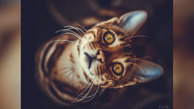 Бенгальская кошка: окрасы породы