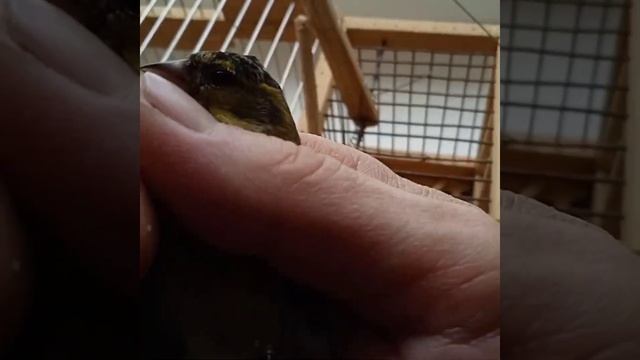 Ловля певчих птиц новой хлопушкой на манка.
