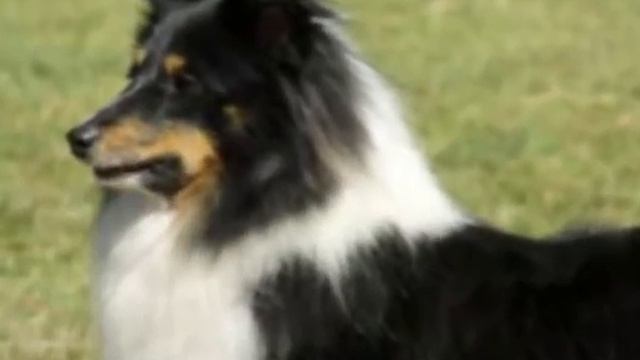 топ 10 самых умных собак