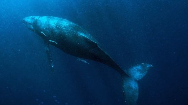 HEALING WHALE SOUND With Meditation Music 432Hz Raise Positive Vibrations Cleansing Energy