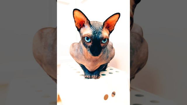 эстетика кот